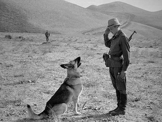 Case at the border - the USSR, The border, Dog, Turnpike, Friend, Longpost