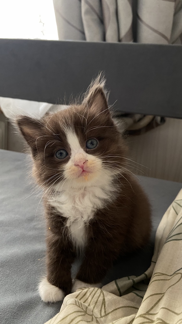 Котёнок Домовушка в добрые руки