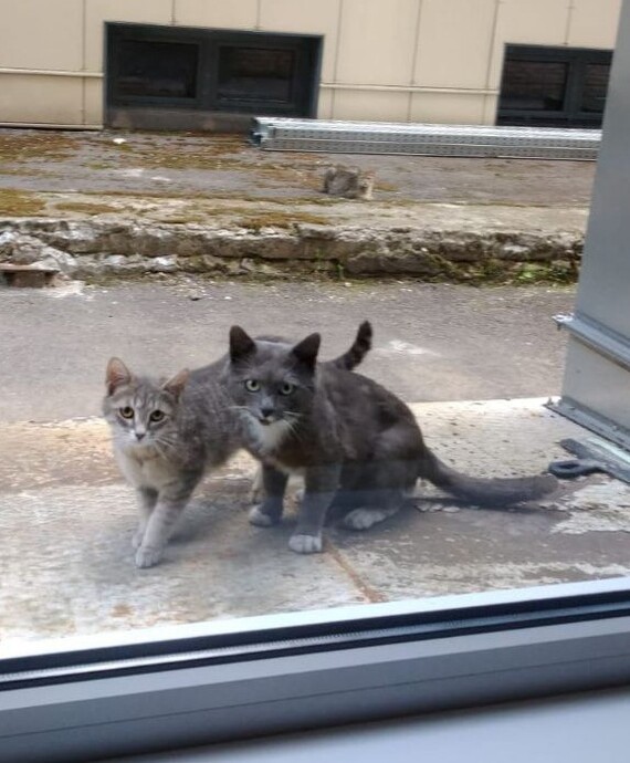 Cats bring kittens to the window... - My, Charity, Homeless animals, Kindness, Veterinary, Moscow, Society, The rescue, cat, Care, Good league, Fund, Longpost