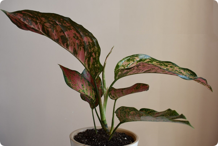 Aglaonema Rapngen Rapthong - My, Plants, Garden, Garden, Houseplants, Bloom