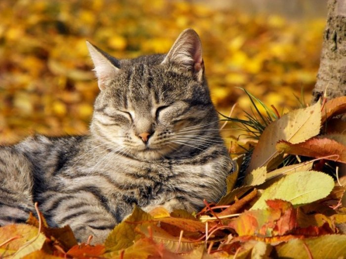 Autumn cats - cat, The photo, Longpost, Autumn