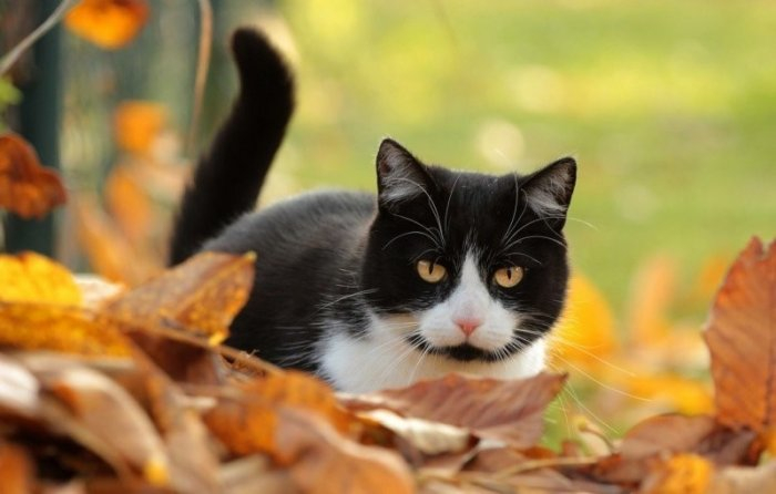 Autumn cats - cat, The photo, Longpost, Autumn