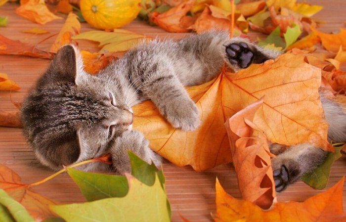 Autumn cats - cat, The photo, Longpost, Autumn