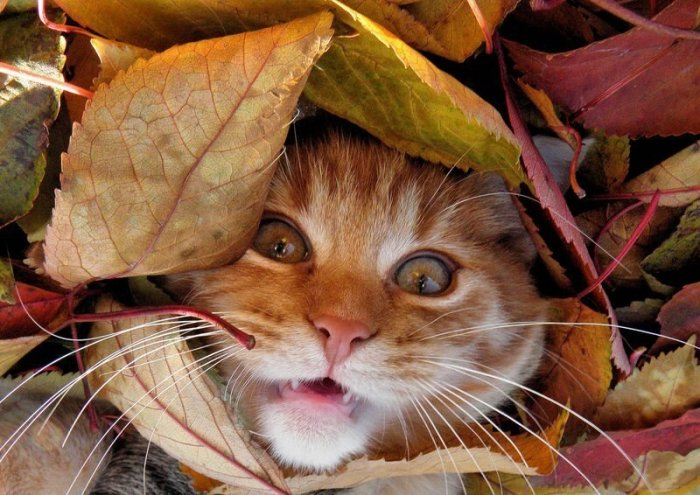 Autumn cats - cat, The photo, Longpost, Autumn