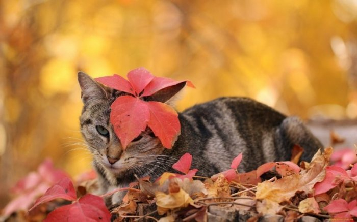 Autumn cats - cat, The photo, Longpost, Autumn