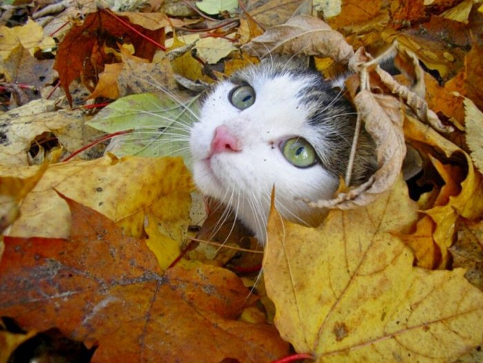 Autumn cats - cat, The photo, Longpost, Autumn