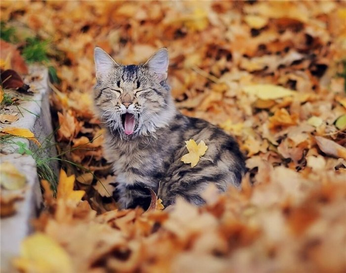 Autumn cats - cat, The photo, Longpost, Autumn