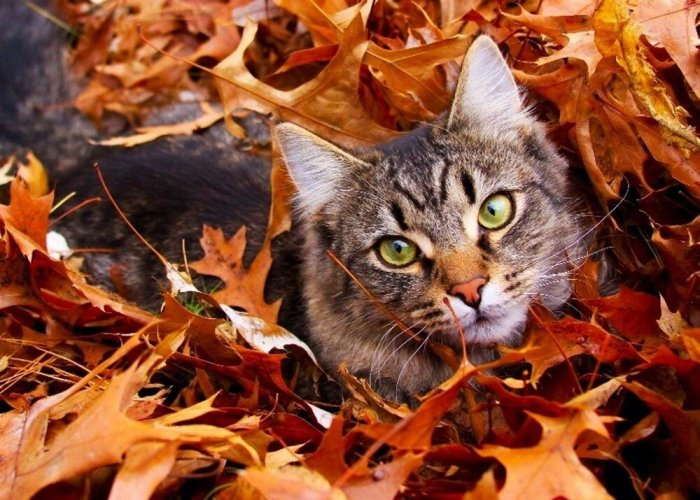 Autumn cats - cat, The photo, Longpost, Autumn