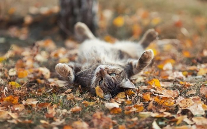 Autumn cats - cat, The photo, Longpost, Autumn