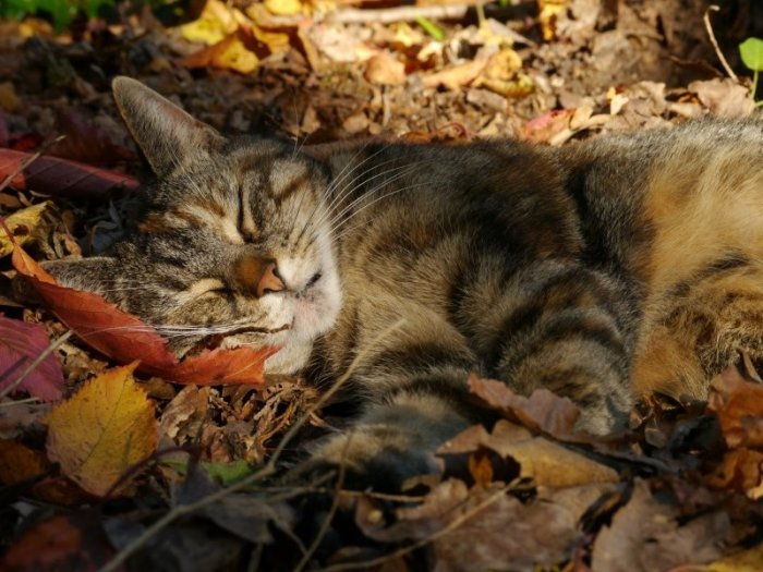 Autumn cats - cat, The photo, Longpost, Autumn