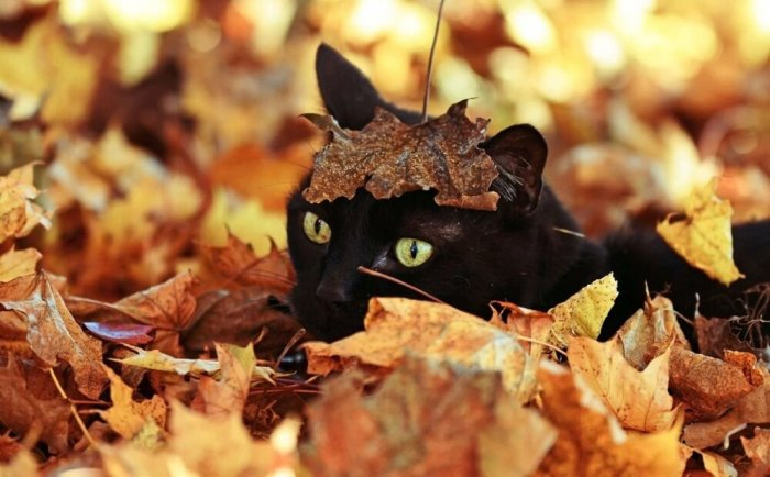 Autumn cats - cat, The photo, Longpost, Autumn