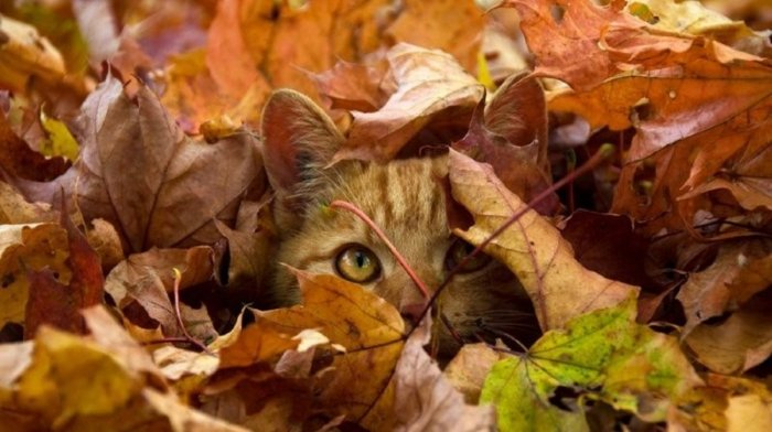 Autumn cats - cat, The photo, Longpost, Autumn