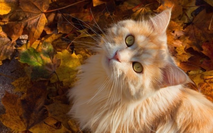 Autumn cats - cat, The photo, Longpost, Autumn