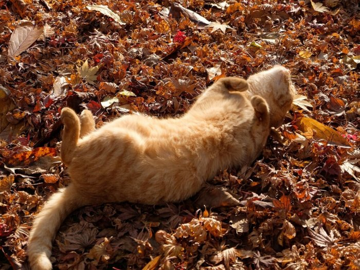 Autumn cats - cat, The photo, Longpost, Autumn