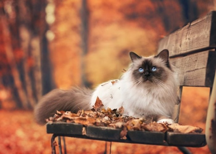 Autumn cats - cat, The photo, Longpost, Autumn