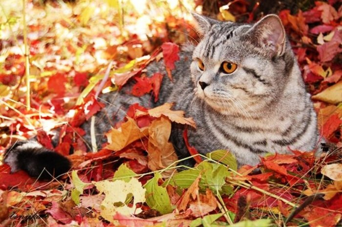 Autumn cats - cat, The photo, Longpost, Autumn