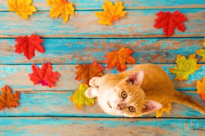 Autumn cats - cat, The photo, Longpost, Autumn