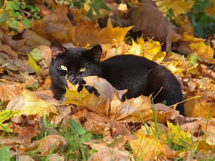 Autumn cats - cat, The photo, Longpost, Autumn