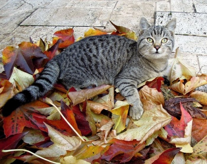 Autumn cats - cat, The photo, Longpost, Autumn