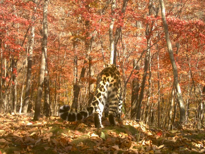 Gulchatay, open your face... - Far Eastern leopard, National park, Land of the Leopard, Leopard, The photo, Phototrap, Primorsky Krai, wildlife, Ears, Tail, Predatory animals, Wild animals, Cat family, Big cats, Telegram (link), Longpost