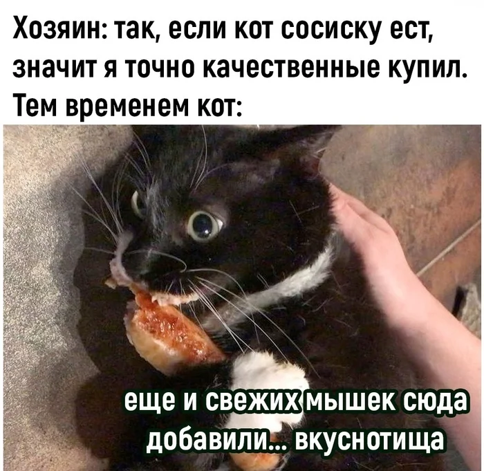 Quality sausage - Picture with text, Humor, cat, Food, Sausages