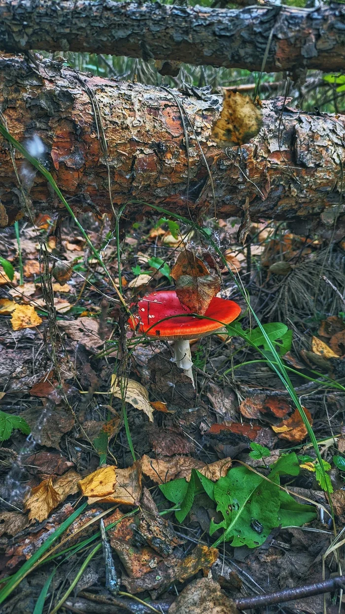 Fly agarics were found... - My, Village, The photo, Camping, Vyksa, Beautiful view, Nizhny Novgorod Region, Google, Pixel, Google pixel smartphone, Pixel Art, Mobile photography, Longpost