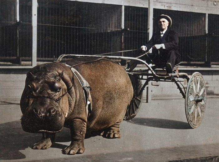 Подборка интересных и необычных фотографий из США. 20 раскрашенных фотографий ХХ века. Часть VI Старое фото, Фотография, Колоризация, США, 20 век, Историческое фото, 19 век, Длиннопост