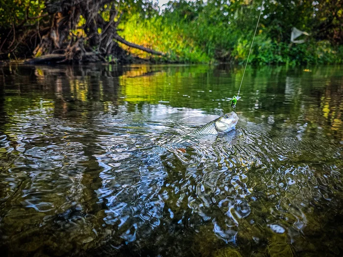 Microriver. Fishing one wobbler - My, Fishing, Spinning, Ultralight, Chub, Catch, Nature, Mobile photography, Dace, River, Moscow region, Video, Video VK, Longpost