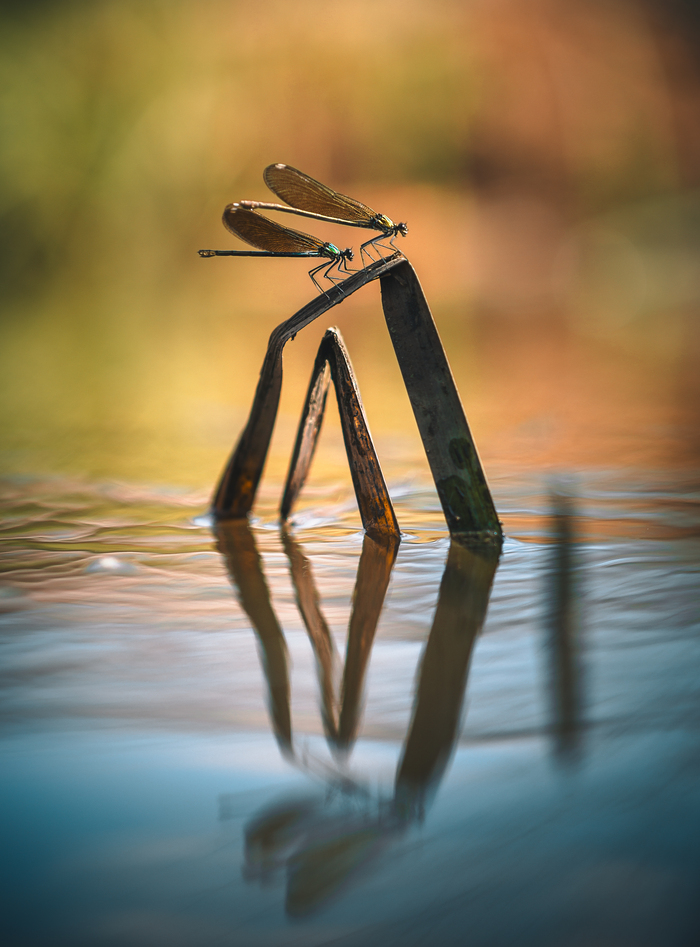 "Речная гармония: стрекозы на камыше"