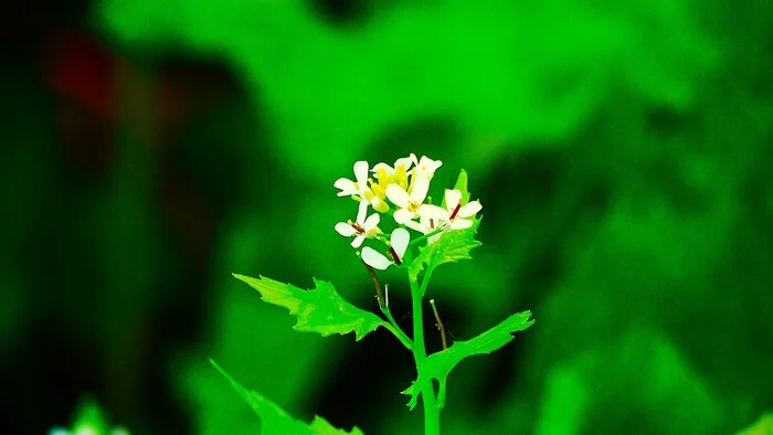 Wild flowers - My, The photo, Walk, Nature, Flowers