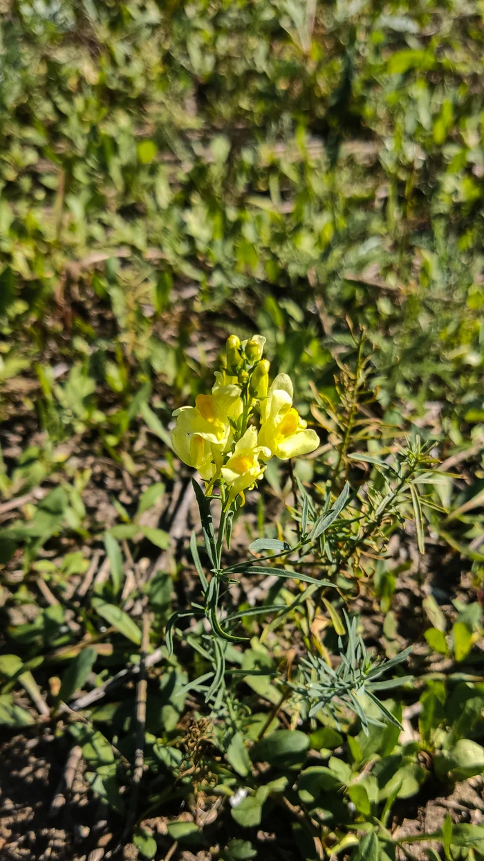 Photo project Let's take a closer look post #79. Common toadflax - My, Bloom, Macro photography, Nature, The photo, The nature of Russia, Steppe, Microfilming, Wildflowers, Longpost