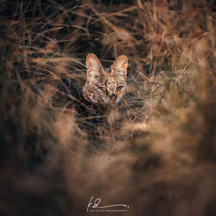 Скрытный и отчуждённый