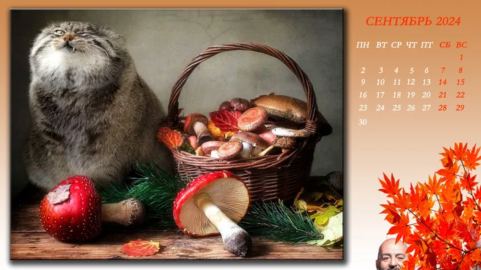 Calendar From Pallas's Cat. September 2024 - Wild animals, Predatory animals, Cat family, Zoo, Small cats, Pallas' cat, The calendar, Photoshop, September 3, Mikhail Shufutinsky, Picture with text