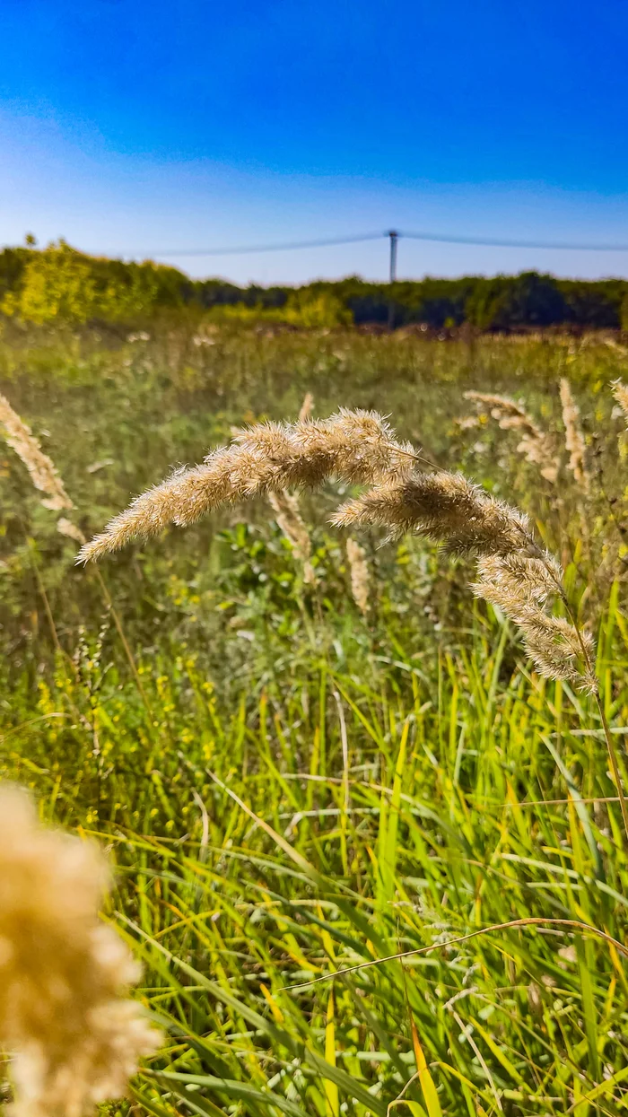 Photo project Let's take a closer look post #80. Veinik Ground - My, Bloom, Macro photography, Nature, The nature of Russia, Field, Steppe, The photo, Microfilming, Beautiful view, Grass, Longpost