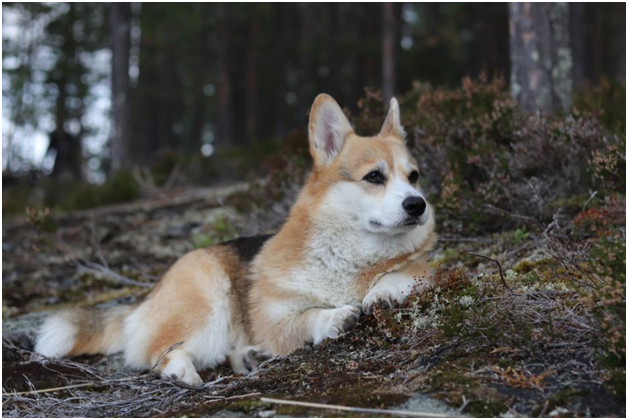 Corgis at Lake Eng - My, Water tourism, Карелия, Dog, Corgi, Video, Longpost