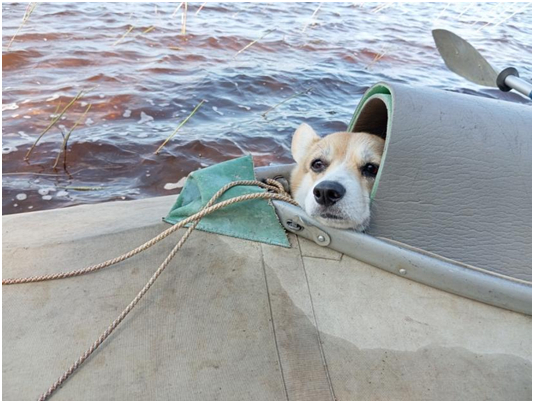 Corgis at Lake Eng - My, Water tourism, Карелия, Dog, Corgi, Video, Longpost