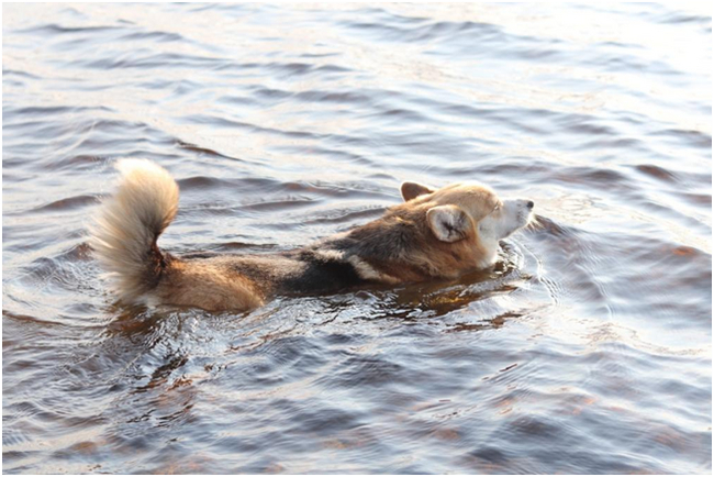 Корги на озере Энг - Моё, Водный туризм, Карелия, Собака, Корги, Видео, Длиннопост