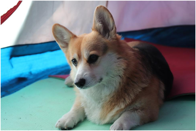 Corgis at Lake Eng - My, Water tourism, Карелия, Dog, Corgi, Video, Longpost