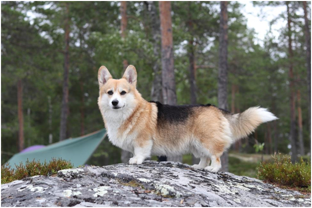 Corgis at Lake Eng - My, Water tourism, Карелия, Dog, Corgi, Video, Longpost