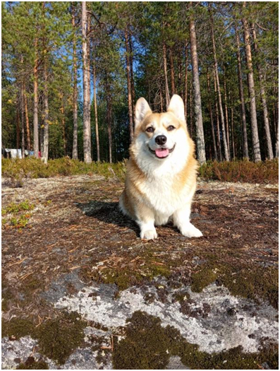 Корги на озере Энг - Моё, Водный туризм, Карелия, Собака, Корги, Видео, Длиннопост