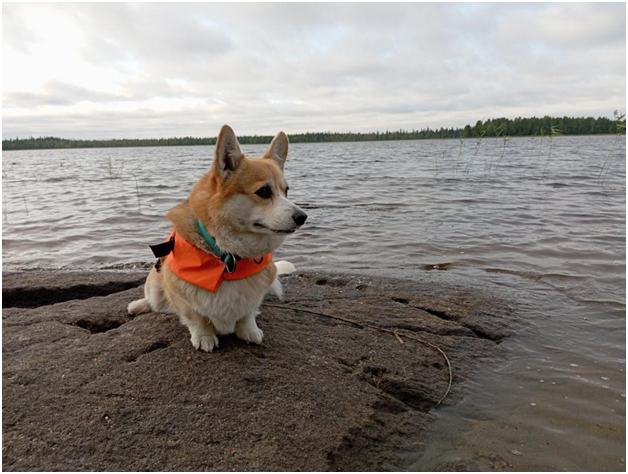 Corgis at Lake Eng - My, Water tourism, Карелия, Dog, Corgi, Video, Longpost