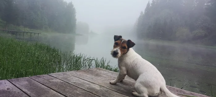 Looking for a photographer in Perm for barter - My, Barter, Nature, Recreation center, Dryness, Chusovaya River, Forest, Bath, The photo, Portfolio, For portfolio, Dog