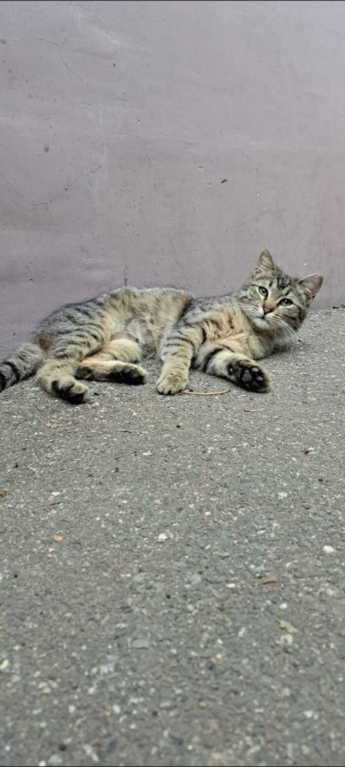 Deaf cat looking for a homeKrasnodar - No rating, Homeless animals, Small cats, Krasnodar, Suffering, Longpost, cat, In good hands