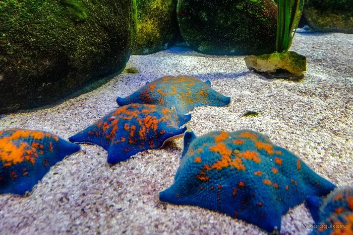 Five, bro - My, Moscow, Marine life, Starfish, Aquarium, Moskvarium, High five, VDNKh, Milota