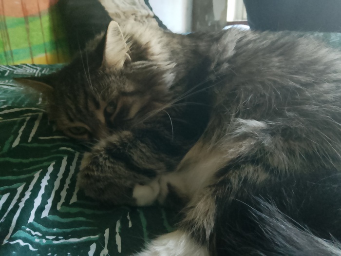 �� �***�� �������