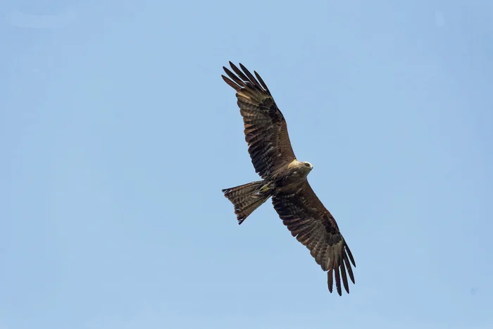 We'll be saying goodbye soon - My, Photo hunting, The nature of Russia, Birds, Hobby, Nature, Predatory animals, wildlife, Kite, Bird watching