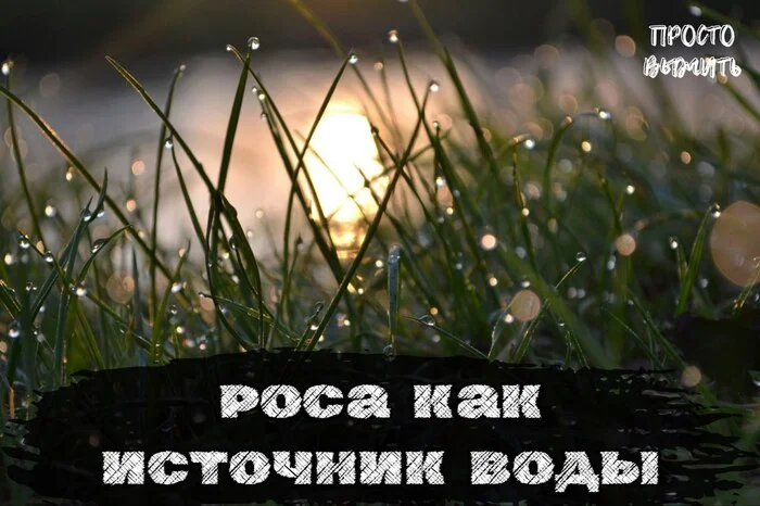 Сбор росы: Вода в экстремальных условиях - Моё, Роса, Выживание, Вода, Жидкость, Источник, Сбор, Природа, Конденсат, Лес, Трава, Лайфхак, Поход, Путешествия, Экстрим, Отдых на природе, Влага, Растения, Утро, Добыча, Метод