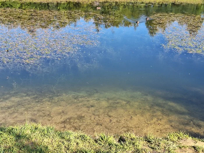 Before and after - My, It Was-It Was, Pond, The photo, Duck, A wave of posts