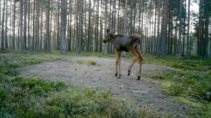 The only red color left on the moose calves' leggings - My, Leningrad region, Elk, The nature of Russia, Each creature has a pair, Pavel Glazkov, Video, Video VK, Longpost