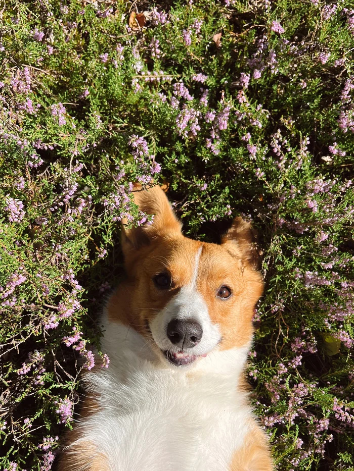 Heather season - My, Welsh Corgi Cardigan, Forest, Dog, Sheepdog, Longpost